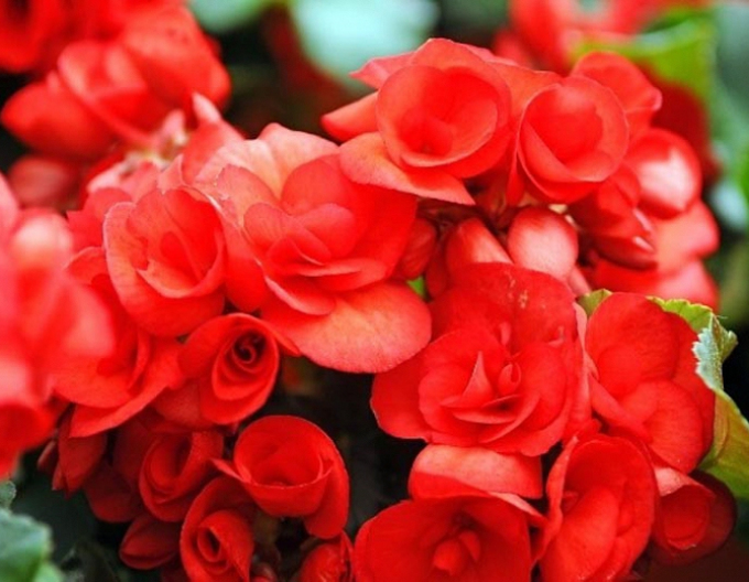 Begonia Red