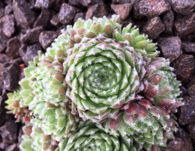 Mix de plante de piatră 8pcs