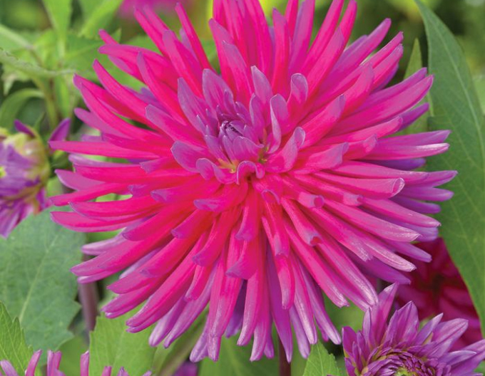 Dalia cactus ´Purple Gem´