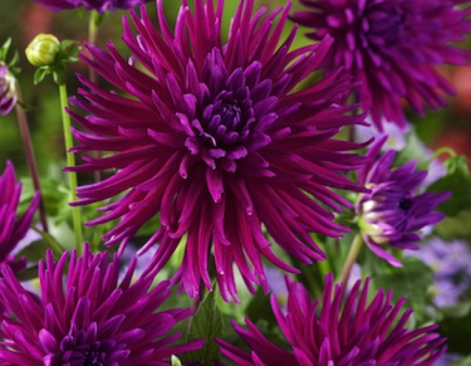 Dalia cactus ´Purple Gem´