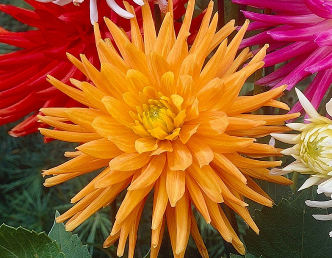 Dalia cactus ´Gold Crown´