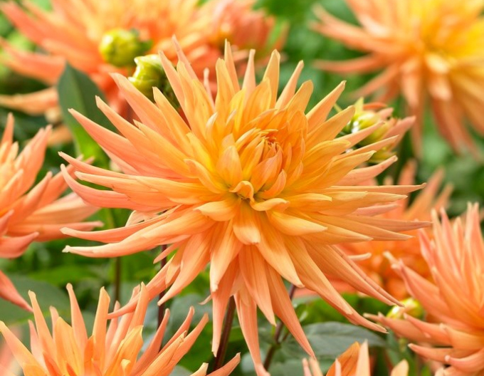 Dalia cactus ´Gold Crown´