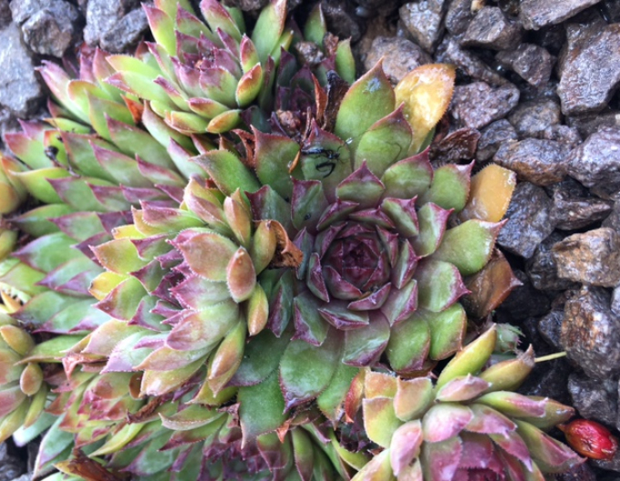 Mix de plante de piatră 8pcs