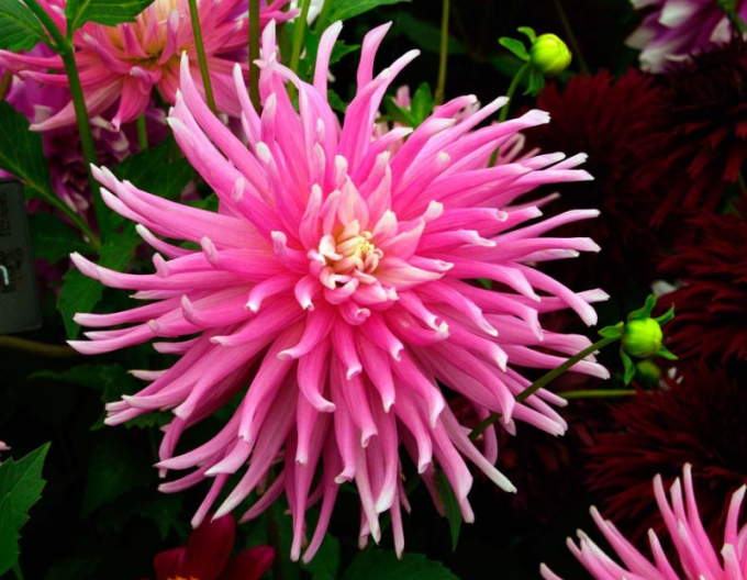 Dalia cactus ´Good Earth´