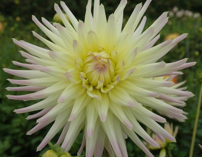 Dalia cactus ´Shooting Star´