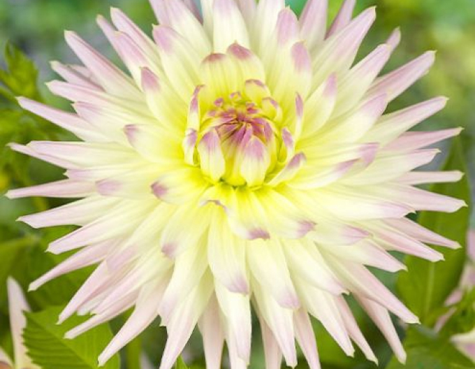 Dalia cactus ´Shooting Star´