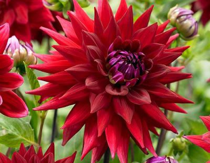 Dalia cactus ´Wittemans Best´