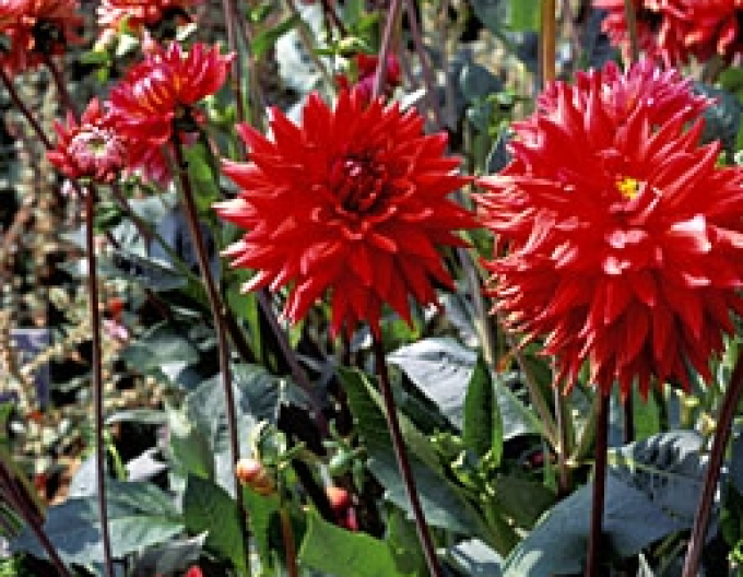 Dalia cactus ´Wittemans Best´