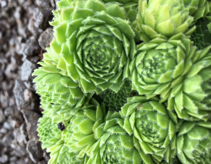 Mix de plante de piatră 8pcs