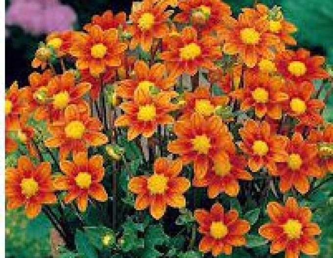 Dalia low Topmix Orange