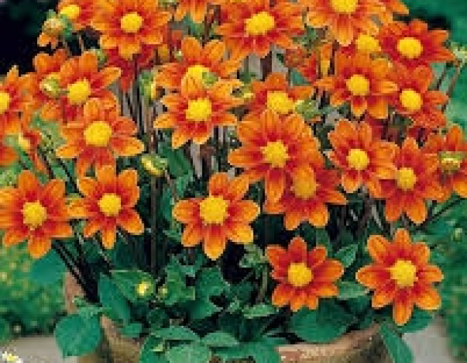 Dalia low Topmix Orange