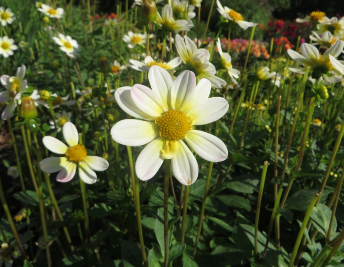 Dalia pitică Topmix White