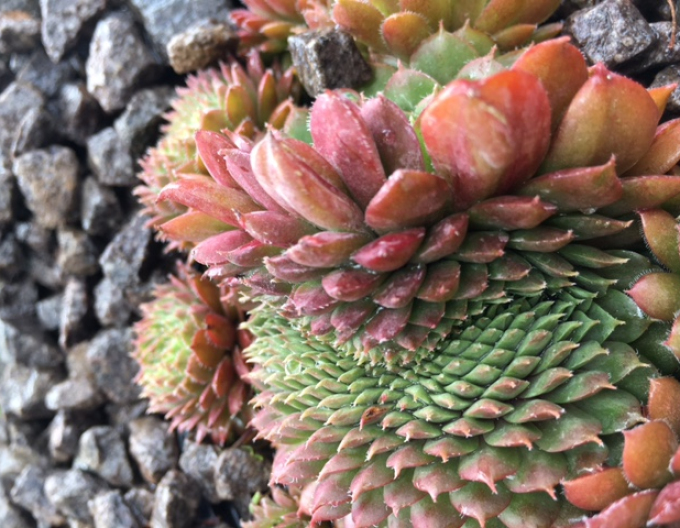 Mix de plante de piatră 8pcs