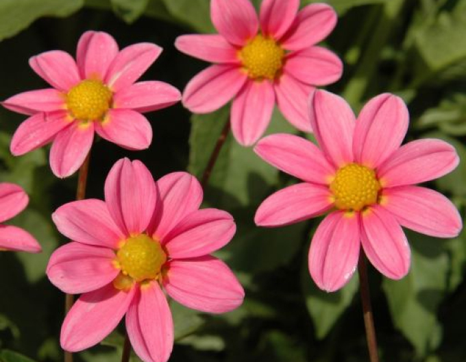 Dalia pitică ´Pink Bonne Esperance´