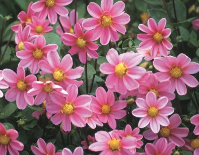 Dalia pitică ´Pink Bonne Esperance´