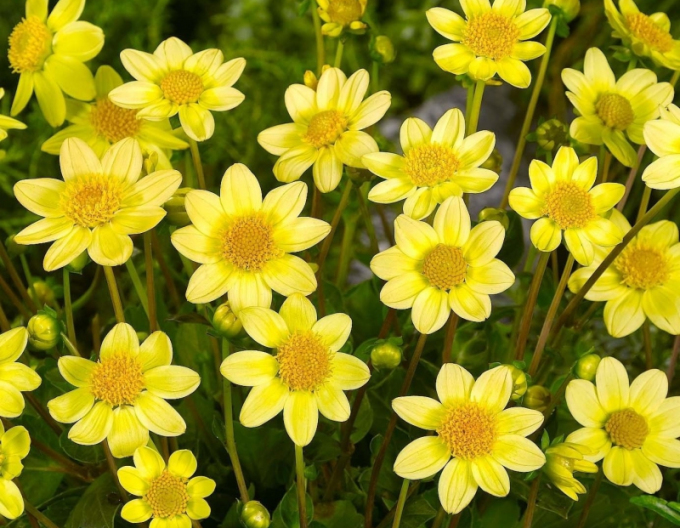 Dalia pitică Topmix Yellow