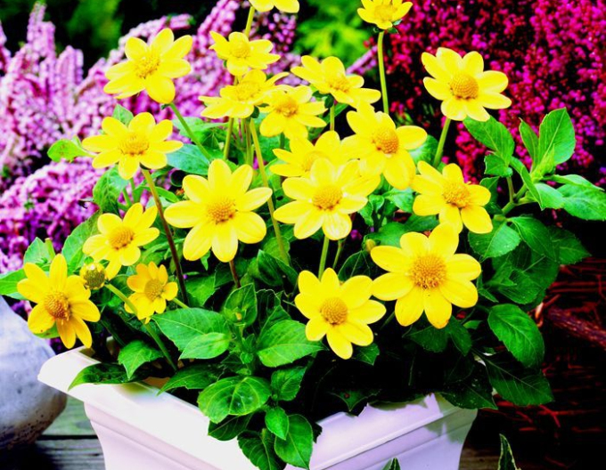 Dalia pitică Topmix Yellow