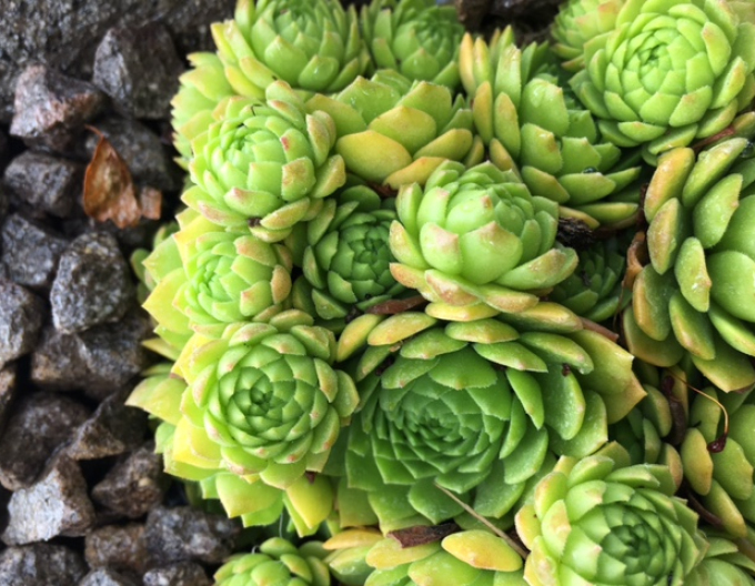 Mix de plante de piatră 8pcs
