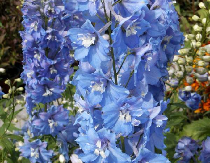 Delphinium Light Blue White Bee