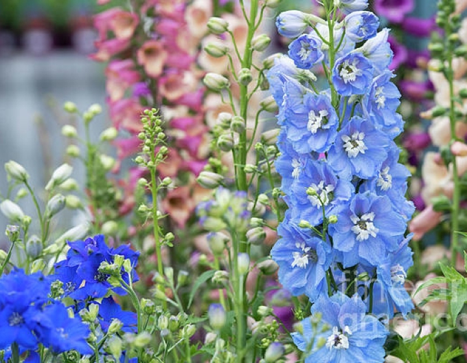 Delphinium Light Blue White Bee