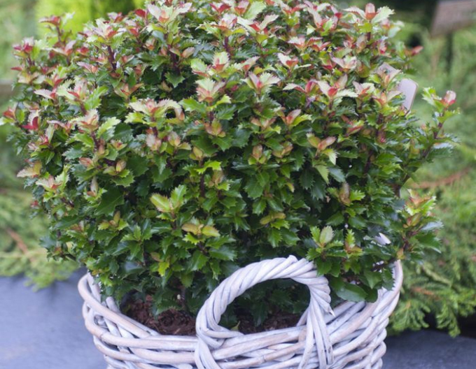 Ilex x meserveae ´Little Rascal´
