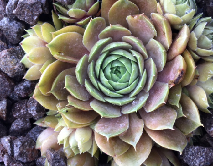 Mix de plante de piatră 8pcs