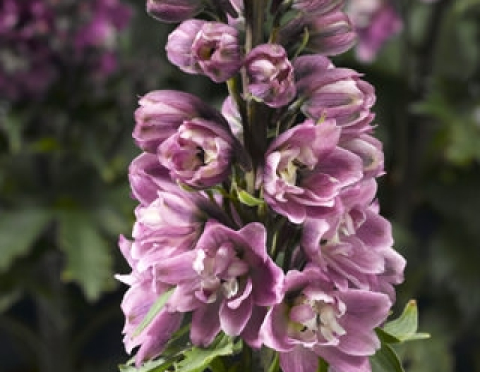 Delphina"Rose White Bee