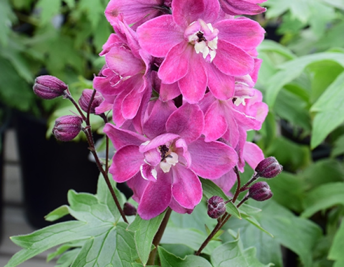 Delphina"Rose White Bee