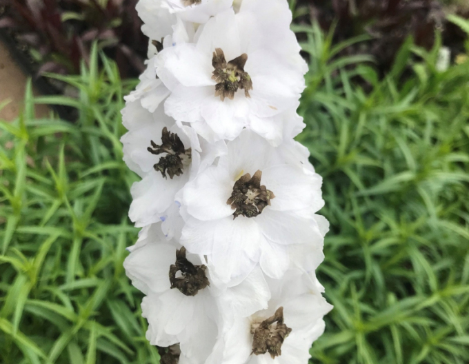 Delphinium ´White Dark Bee´
