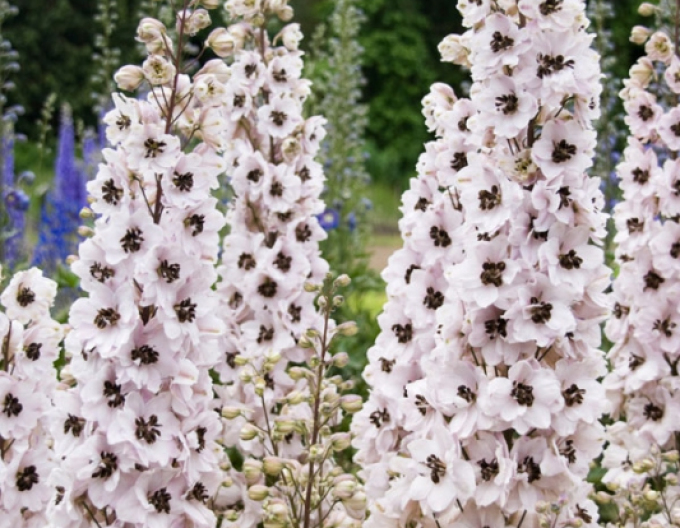 Delphinium ´White Dark Bee´