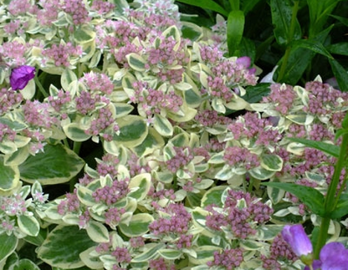 Stonecrop Frosty Morn