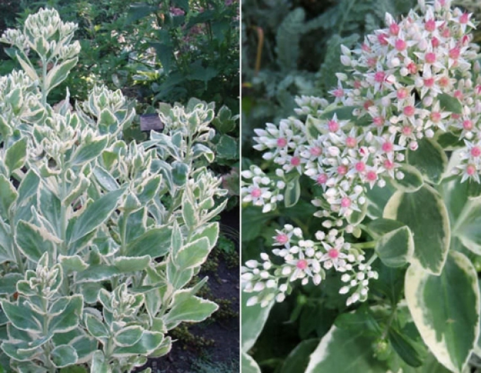 Stonecrop Frosty Morn