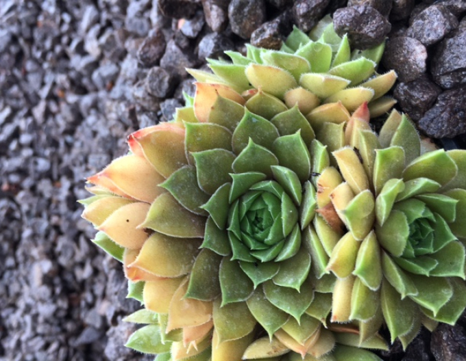 Mix de plante de piatră 8pcs
