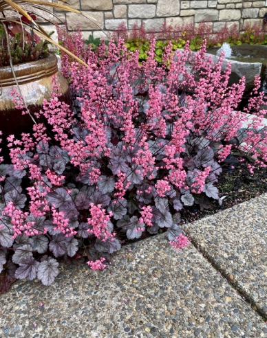 Heuchera ´Milano´