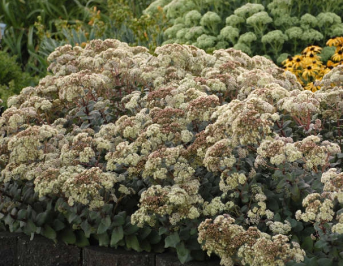Stonecrop Ruprechtii