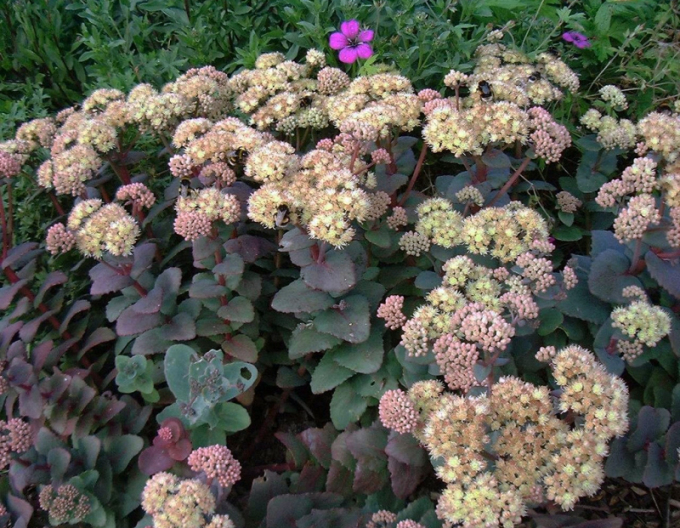 Stonecrop Ruprechtii