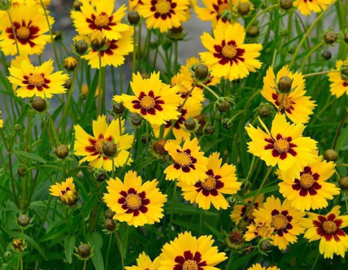 Coreopsis ´Sterntaler´