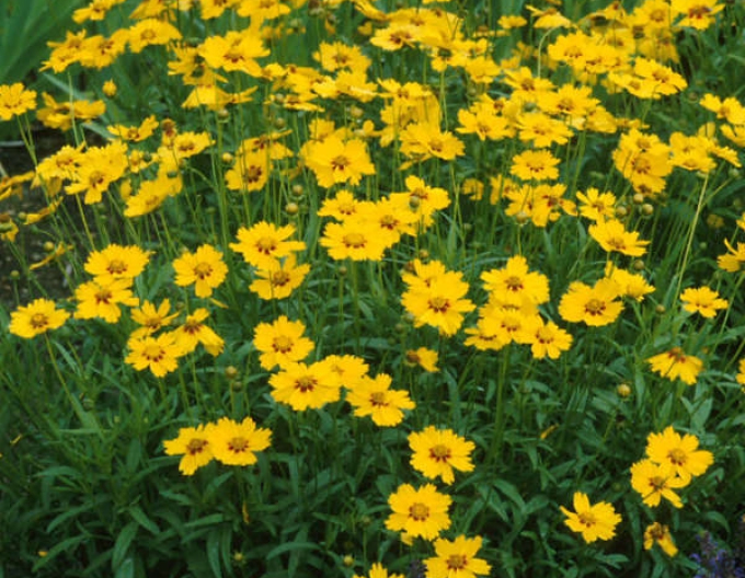 Coreopsis ´Sterntaler´