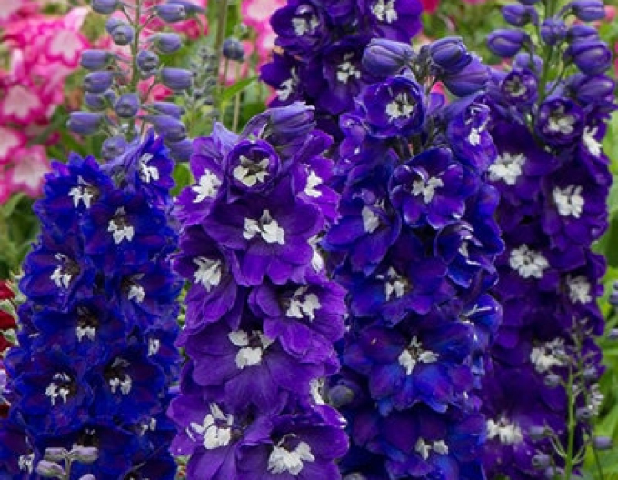 Delphinium ´Dark Blue Black Bee´