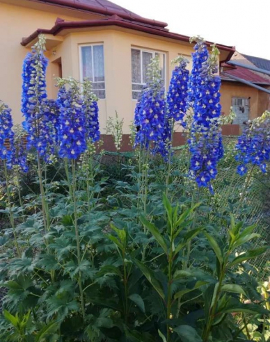 Scaun înalt ´Dark Blue Black Bee´