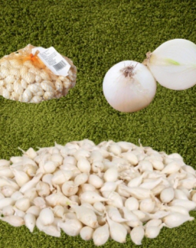 Ceapă pentru plantare ´Whitte Snowball ´ 8/16 0,25kg