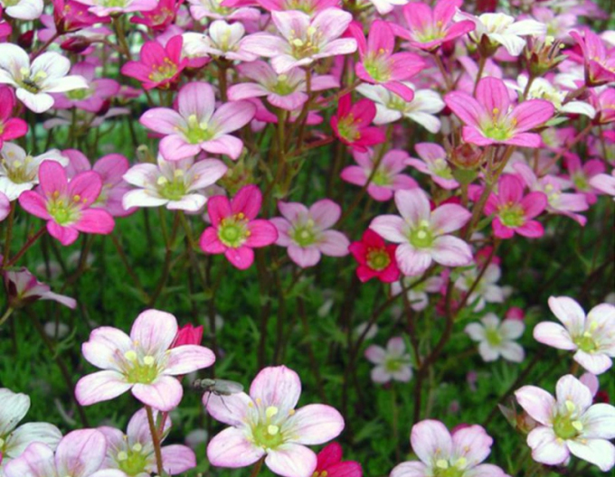 Lomicamon Pixie Rose