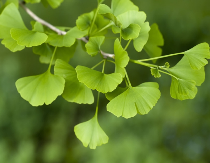 Ginko-pendula pe tulpină