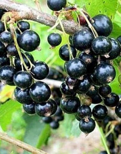 Coacăz negru Titania tufă