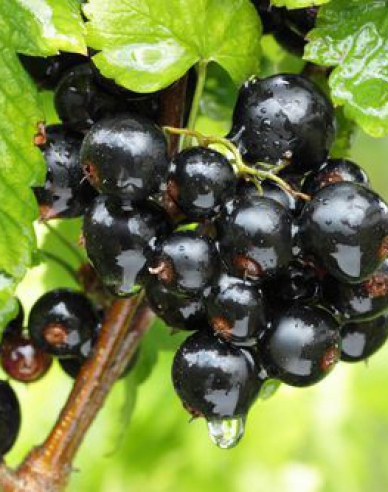 Coacăz negru "Titania" pom fructifer 2l