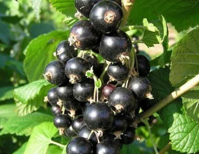 Coacăz negru "Eve", liber.