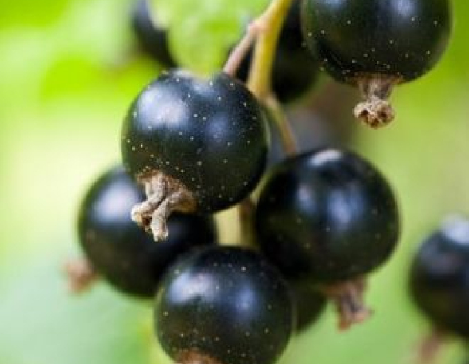 Coacăz negru "Eve", liber.