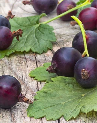 Josta – pom fructifer 2l