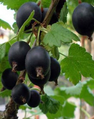 Josta – pom fructifer 2l