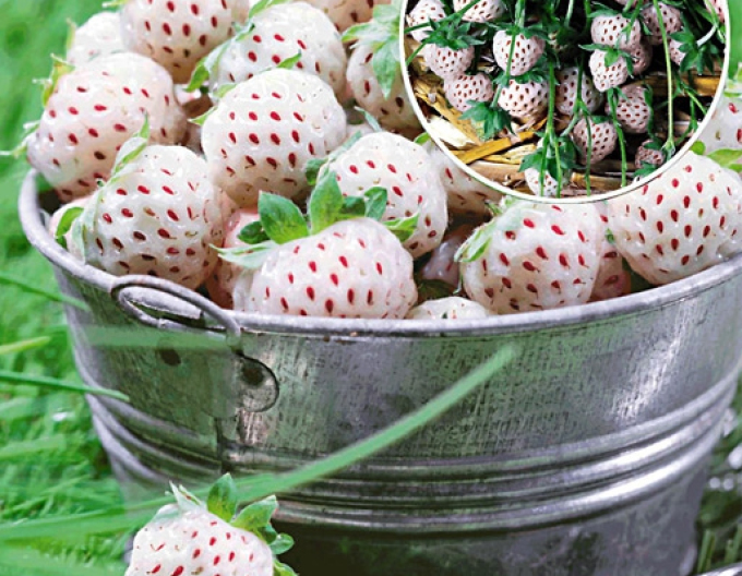 Căpșuni albe Pineapple Aardbei